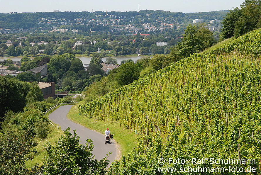 Siebengebirge, Weinberg, Blick über den Rhein nach Bonn - Bad Godesberg